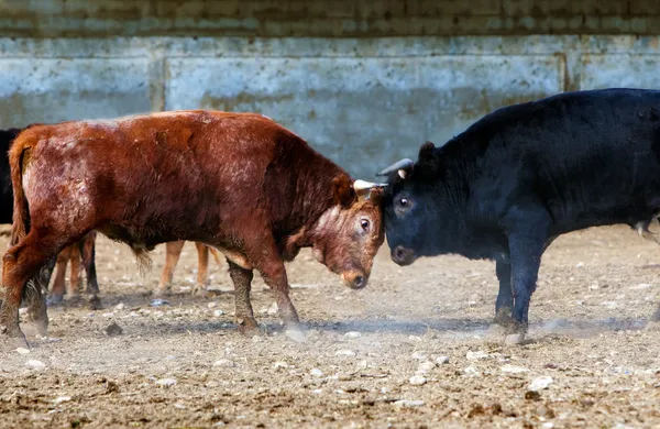 Бешеный бык — стоковое фото