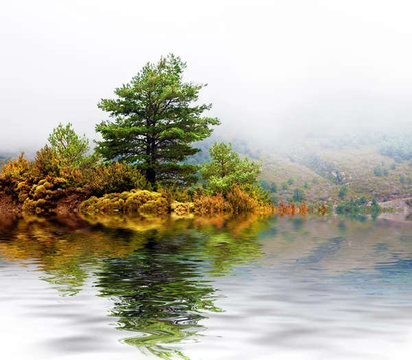 松の木 — ストック写真