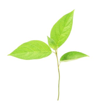 Green plant isolated on white clipart