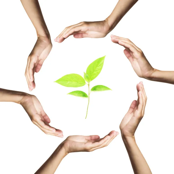 Green plant surrounded by hands. — Stock Photo, Image