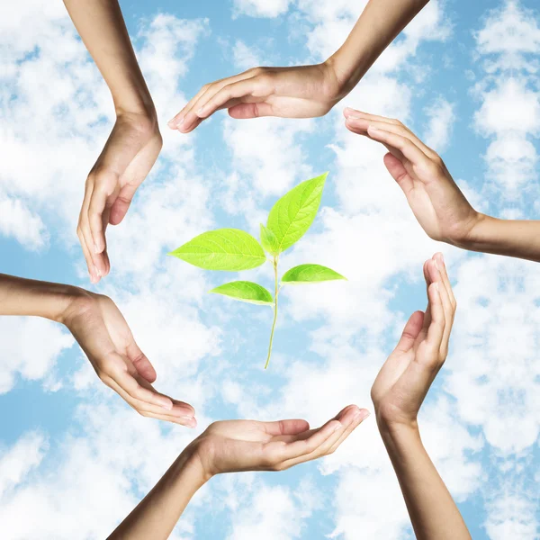 Green plant surrounded by hands over blue sky — Stock Photo, Image