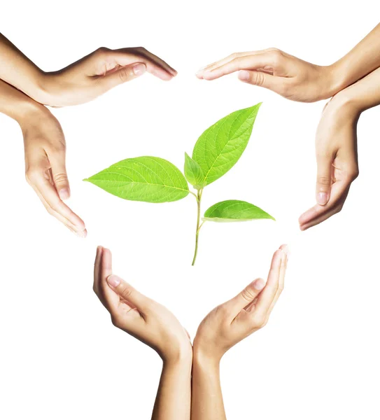 Green plant surrounded by hands on white — Stock Photo, Image