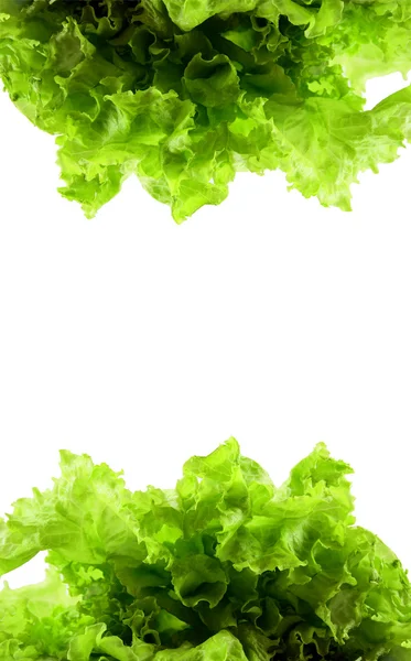 Taze yeşil salata.