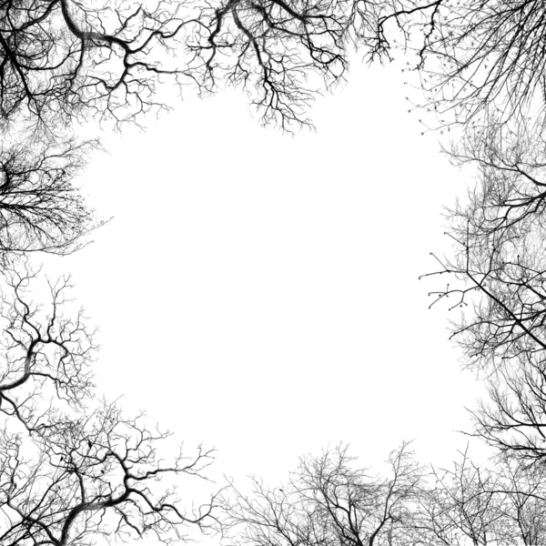 Ramas del árbol — Foto de Stock
