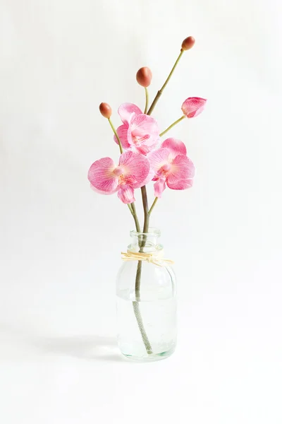 白に孤立したピンクの蘭 ロイヤリティフリーのストック写真