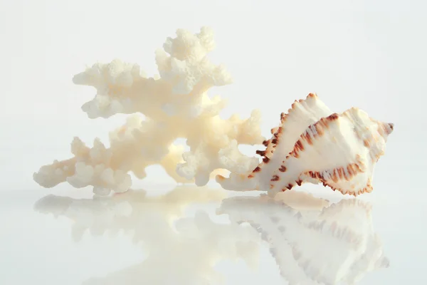 Coral & shell — Stock Photo, Image