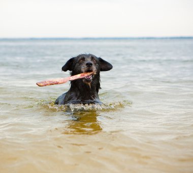 Yüzme köpek