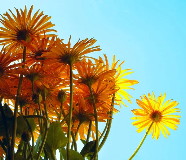 Flowers and sky — Stock Photo, Image