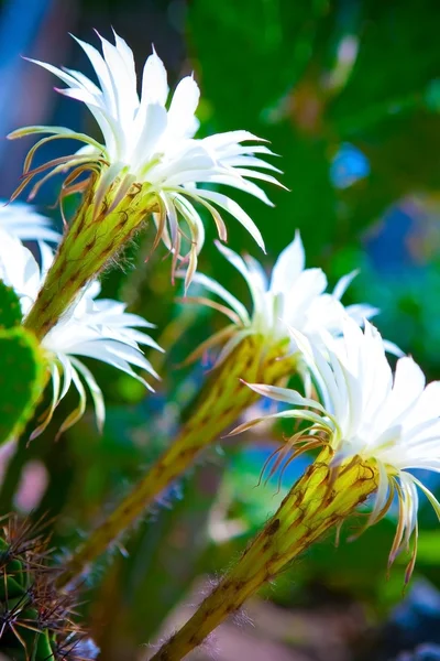 仙人掌的花 — 图库照片