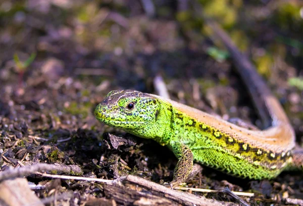 stock image Lizard