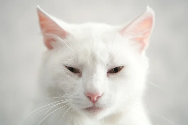 Regal кішка — стокове фото