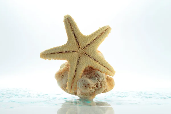 stock image Starfish & shell rock