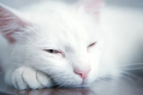 Gato cansado — Fotografia de Stock