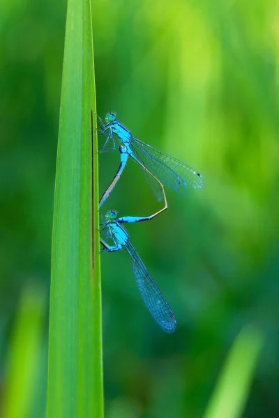 Δύο όμορφες dragonfly — Φωτογραφία Αρχείου