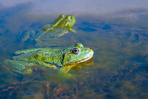 Две зелёные лягушки — стоковое фото