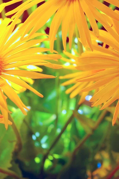 Yellow petals — Stock Photo, Image