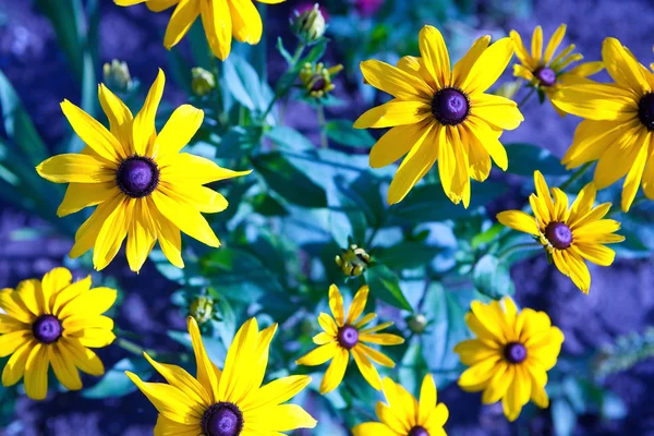 Stock image Flowers