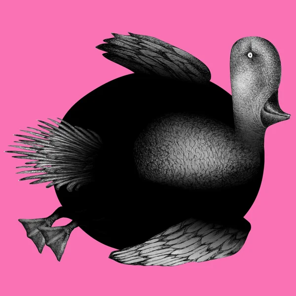 Duck02 — Stock Photo, Image