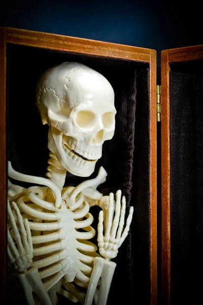 Human skeleton — Stock Photo, Image
