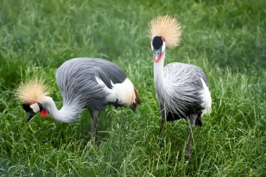 Two Black Crowned Cranes clipart