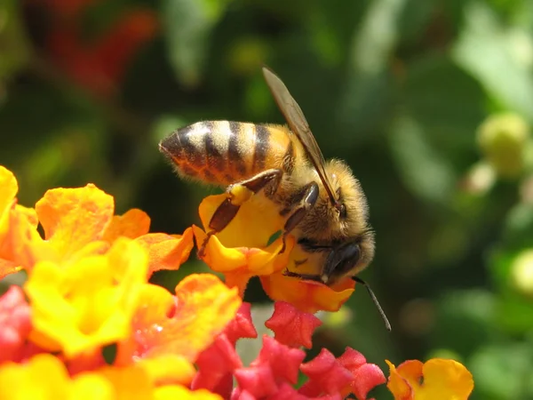 stock image Bee and flower