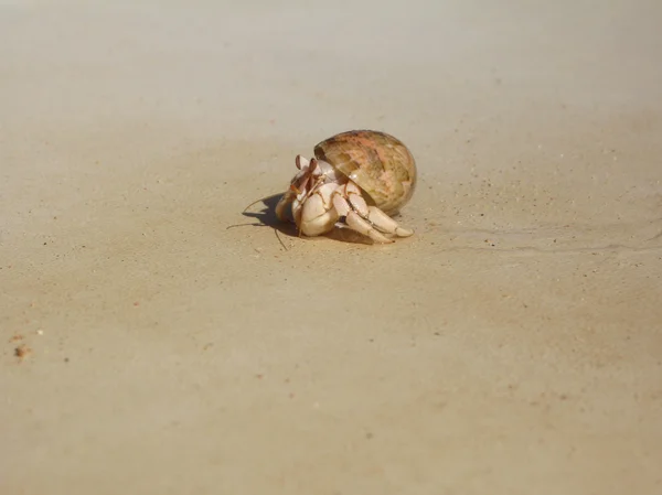 stock image Hermit Crab