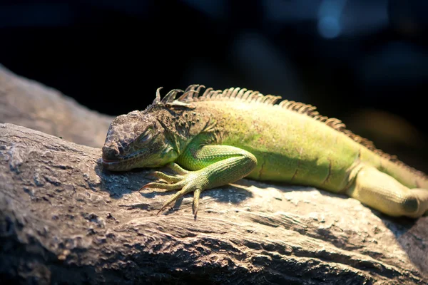 stock image Iguana