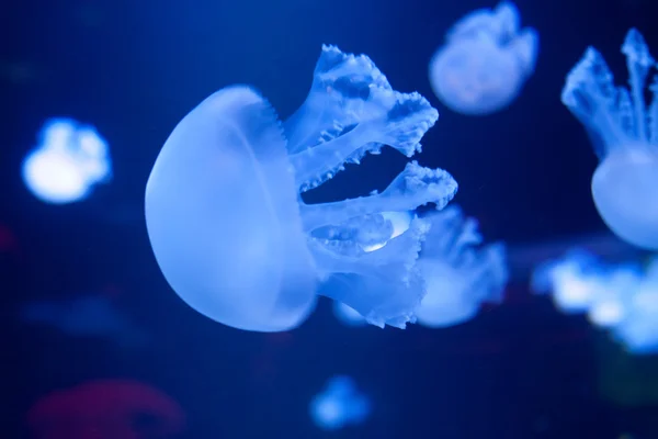 stock image Jellyfish