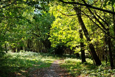 Autumn In The Forest clipart