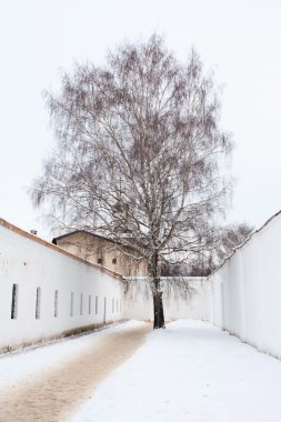 suzdal eski Rus manastırda yalnız ağaçta