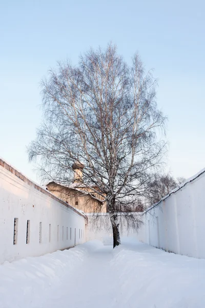 stock image Lonely tree in the old Russian Monastery In Suzdal