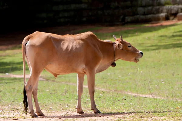 Ochsen auf dem Land in Thailand — Stockfoto