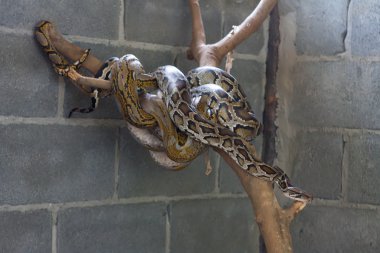 Two Python snakes on the tree. Thailand. clipart