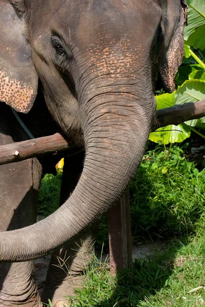 Close Profile Elephant — Stock Photo, Image
