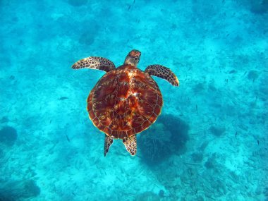 Okyanusta yüzmeye bir deniz kaplumbağası