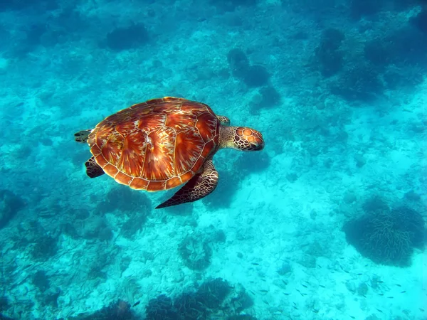 stock image Sea Turtle