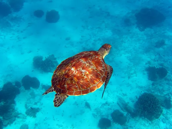 stock image Sea Turtle