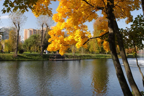 Sarı ağaç ve sonbahar Park su birikintisi