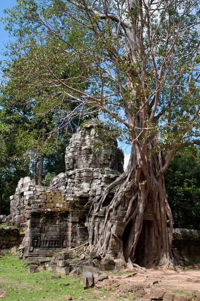 Дерево на развалинах Ангкора — стоковое фото