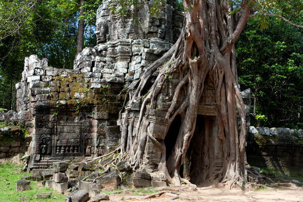 View of the Khmer traditional architecture - Tree swallowing ancient ruins of Angkor Wat Cambodia