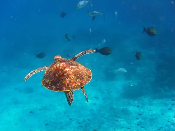 Tartaruga marina — Foto Stock