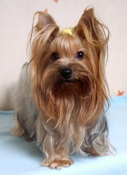 Τεριέ του Γιορκσάιρ μικρό σκυλί — Φωτογραφία Αρχείου