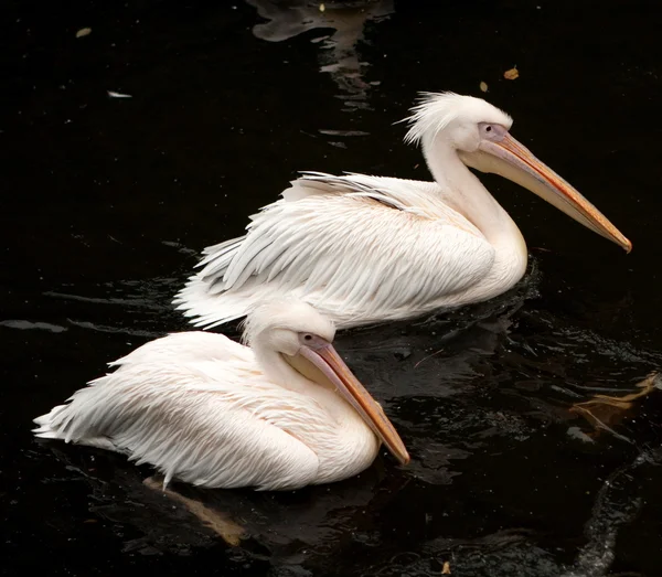 Pelikans — Zdjęcie stockowe