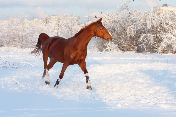 Häst i vinter — Stockfoto
