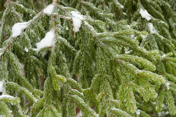 Donmuş köknar ağacı dalları — Stok fotoğraf