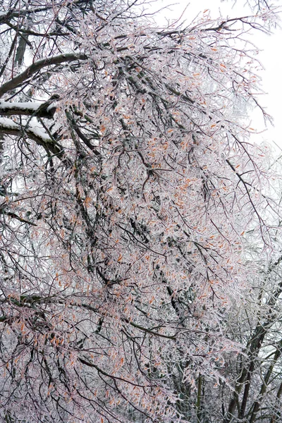Snowy Tree — Stock Photo, Image