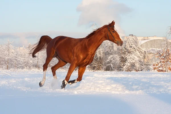 stock image Horse In Winter