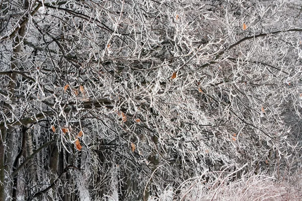 Snowy drzewo — Zdjęcie stockowe