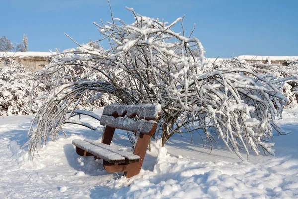 冬天的树木和长凳 — 图库照片