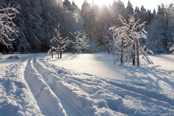 Ski spår och vinter träd — Stockfoto